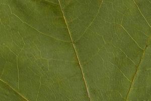 textura verde de una hoja seca foto