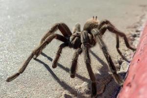 tarántula en hábitat natural, theraphosidae en la presa hoover nevada foto