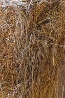 Texture for yellow hay background photo