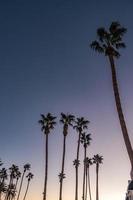 palm trees at sunset on boulevard in los angeles photo