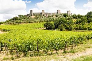 viñedo en toscana foto