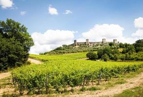 Wineyard in Tuscany photo