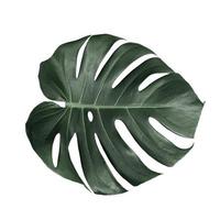Monstera leaves isolated on white background photo