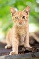 retrato, de, jengibre, gato, en el jardín foto