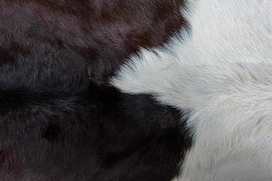 brown Cow skin coat with fur black white and brown spots photo