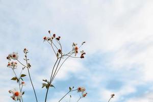 Vintage style summer flower background photo