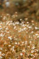 Vintage style summer flower background photo