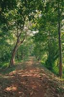 green forest landscape in spring time and green moss photo