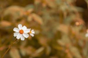 Vintage style summer flower background photo