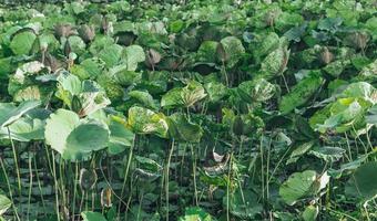 Lotus tree and lotus leaf background photo