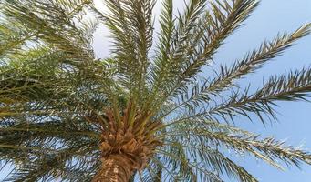 tropical background bottom view on the branches of a big palm tree photo