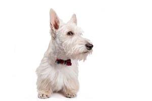 Cachorro terrier escocés blanco sobre un fondo claro