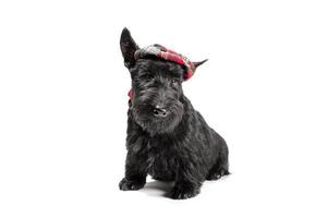 black scottish terrier puppy on a white background photo