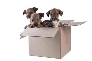 four outbred puppies in a cardboard box on a white background photo