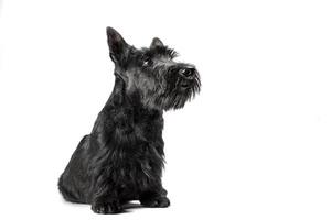 Cachorro terrier escocés negro sobre un fondo blanco. foto