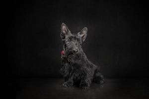 Cachorro terrier escocés negro sobre fondo oscuro foto