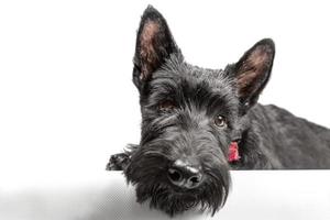 Cachorro terrier escocés negro sobre un fondo blanco. foto