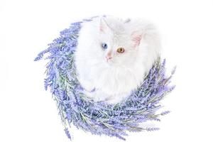 flat lay white cat with heterochromia in lavender wreath photo