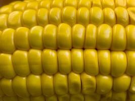 granos de maíz de primer plano foto