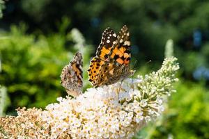 Butterfly Vanessa Cardui or Cynthia cardui in the garden photo