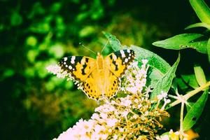 Butterfly Vanessa Cardui or Cynthia cardui in the garden photo