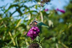 Buddleja davidii the Butterfly bush photo