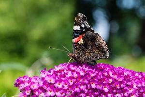 Buddleja davidii the Butterfly bush photo