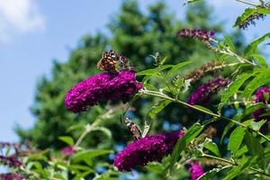 Buddleja davidii the Butterfly bush photo