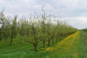 Flowering fruit trees in the old Country near Hamburg Germany photo