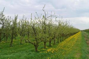 Árboles frutales en flor en el viejo país cerca de Hamburgo, Alemania foto