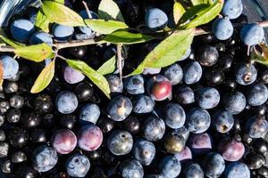 fruits of the blackthorn bush photo