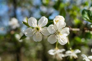 Flowering fruit trees in the old Country near Hamburg Germany photo