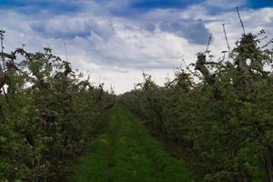 Árboles frutales en flor en el viejo país cerca de Hamburgo, Alemania foto