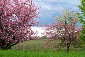 Flowering fruit trees in the old Country near Hamburg Germany photo