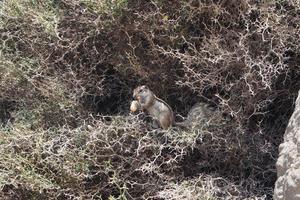 Barbary Ground Squirrel photo