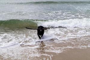 Black Labrador Retriever is playing on the beach of Blavand Denmark photo