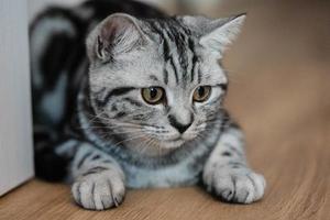 grey british short hair cat
