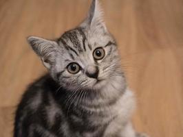 grey british short hair cat photo