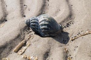 en la playa de blavand ho dinamarca foto