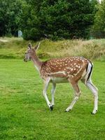 In Blavand, wild but trusting deer come to the holiday homes to be fed photo