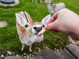 In Blavand, wild but trusting deer come to the holiday homes to be fed photo