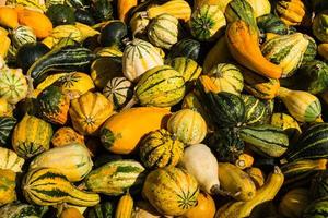 Pumpkins on a Farmers Market photo