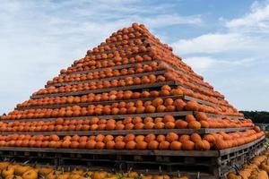 Pumpkins on a Farmers Market photo