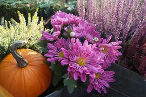 Pumpkins on a Farmers Marke photo