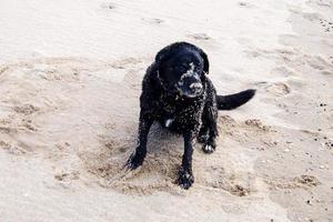 Black Labrador Retriever is playing on the beach of Blavand Denmark photo