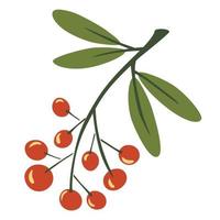 Rowan twig. Berries on a twig. vector