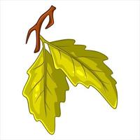 A small twig with two oak leaves. Cartoon style. vector