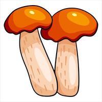 hongos comestibles. dos boletus con una gorra naranja. vector