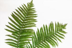 Minimalism style, fern leaf on paper background photo