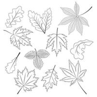 A collection of autumn leaves in a linear style vector